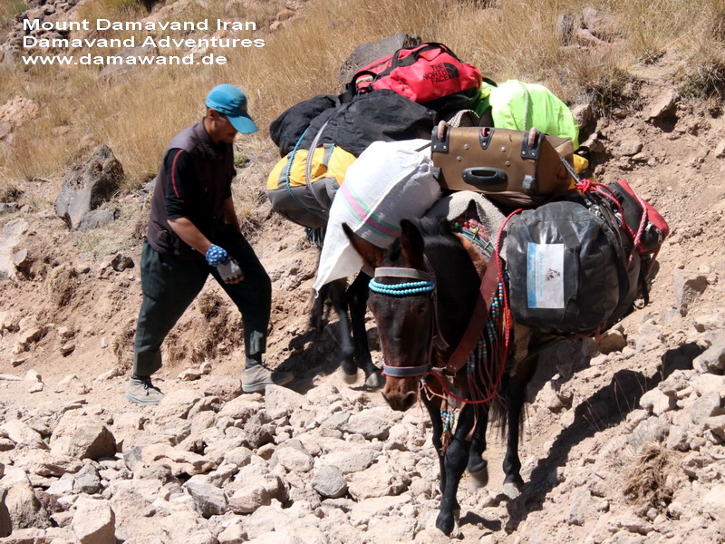 Mules and Porters at Damavand Camp II – Goosfand-Sara Base Camp